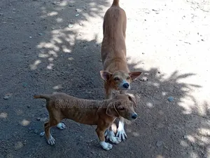 6-12 months Female Mixed Breed Dog