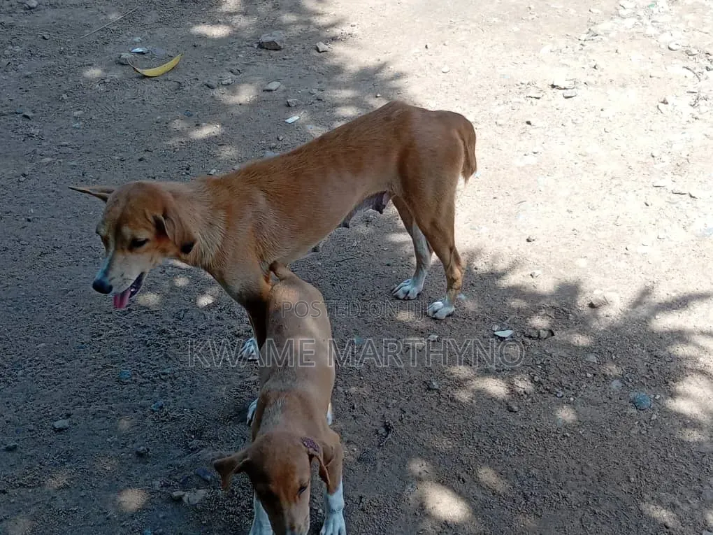 6-12 months Female Mixed Breed Dog
