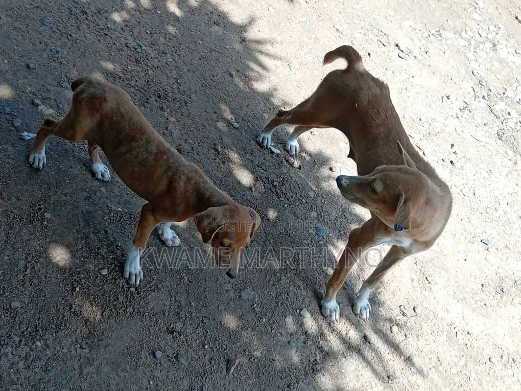 6-12 months Female Mixed Breed Dog