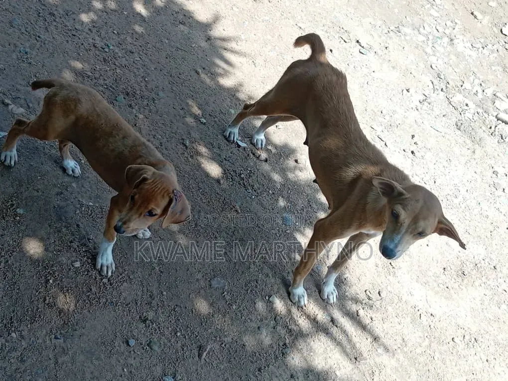 6-12 months Female Mixed Breed Dog