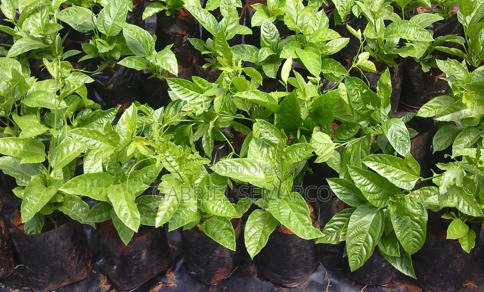 All Kings of Fruit Seedlings Available for Sale