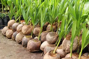 All Kings of Fruit Seedlings Available for Sale