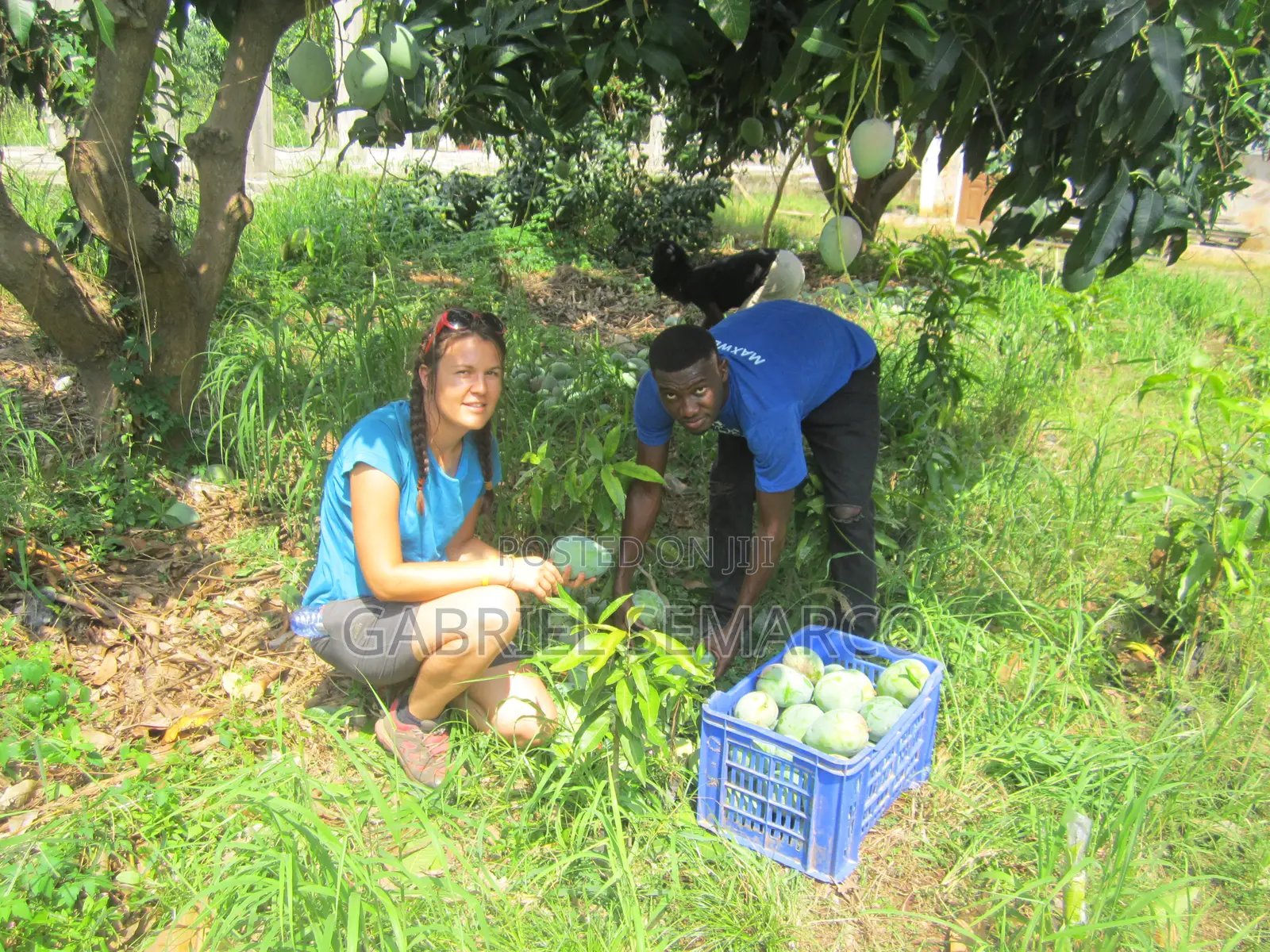 All Kings of Fruit Seedlings Available for Sale