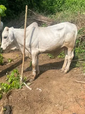 White Gudali Cow