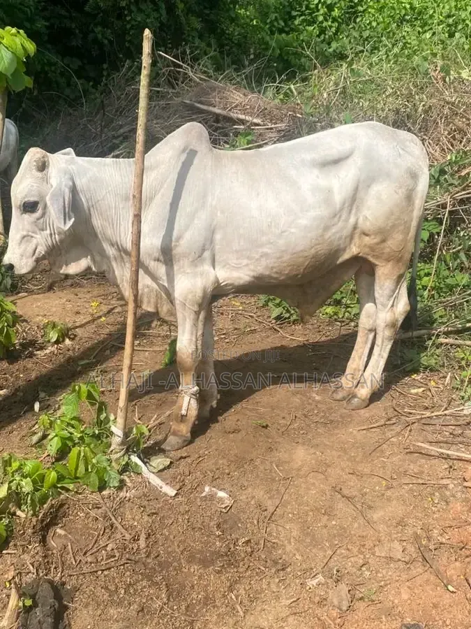 White Gudali Cow
