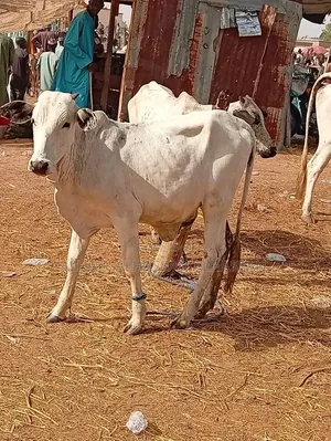 White Gudali Cow
