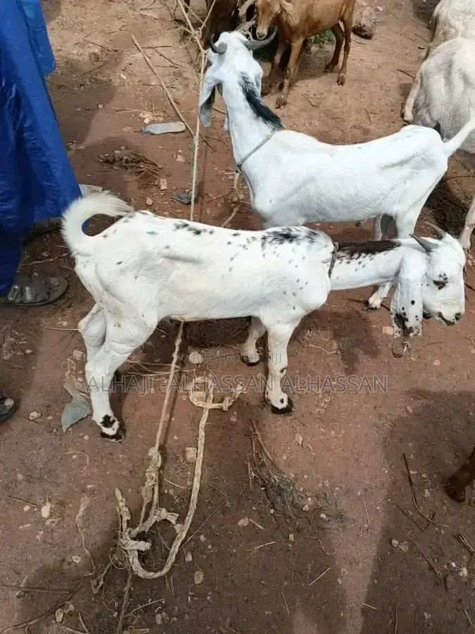 Balami Goat