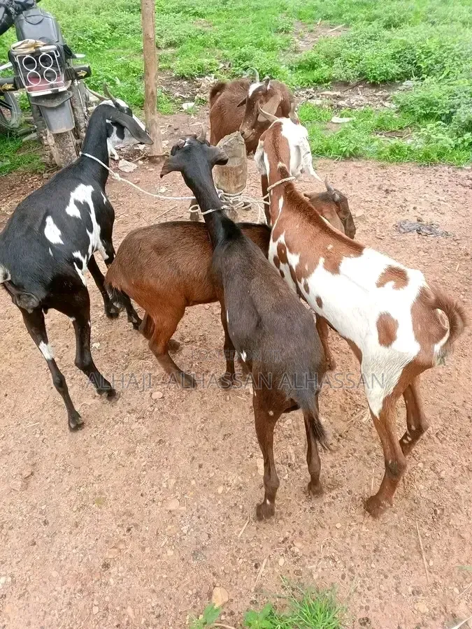 Balami Goat