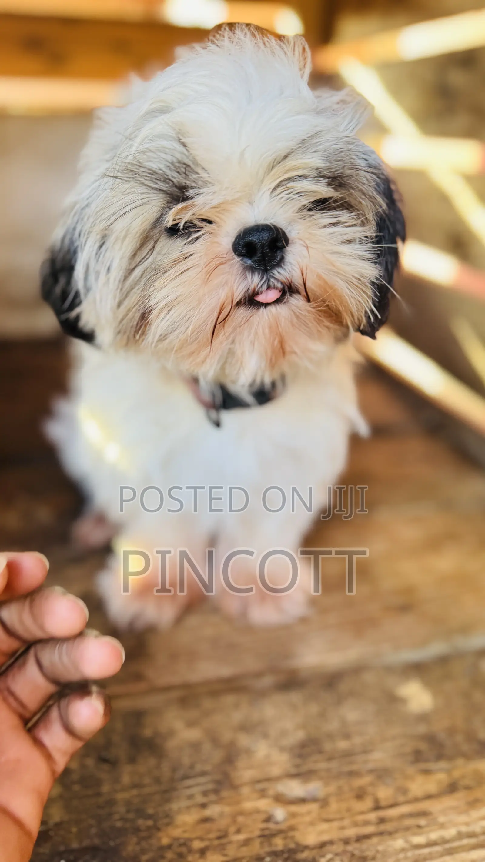 3-6 months Female Purebred Shih Tzu