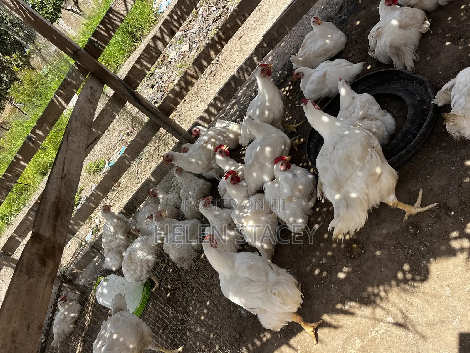 Broiler for Sale