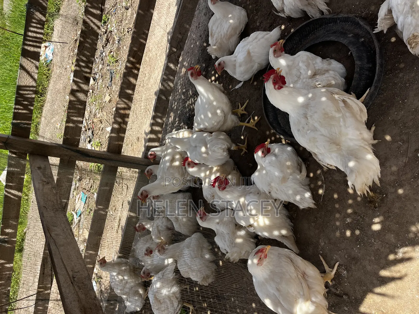 Broiler for Sale