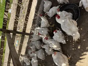 Broiler for Sale