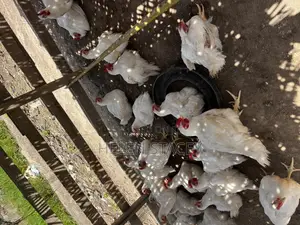 Broiler for Sale