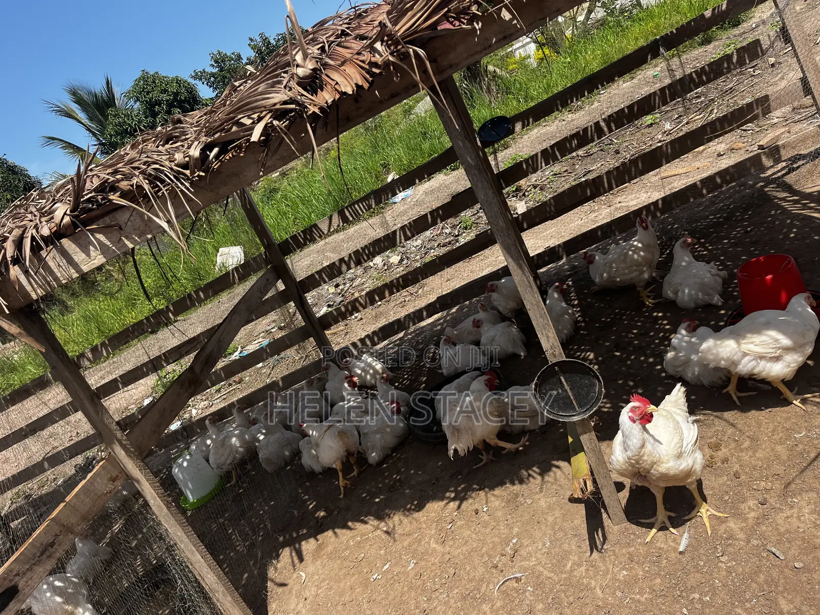 Broiler for Sale