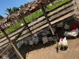 Broiler for Sale