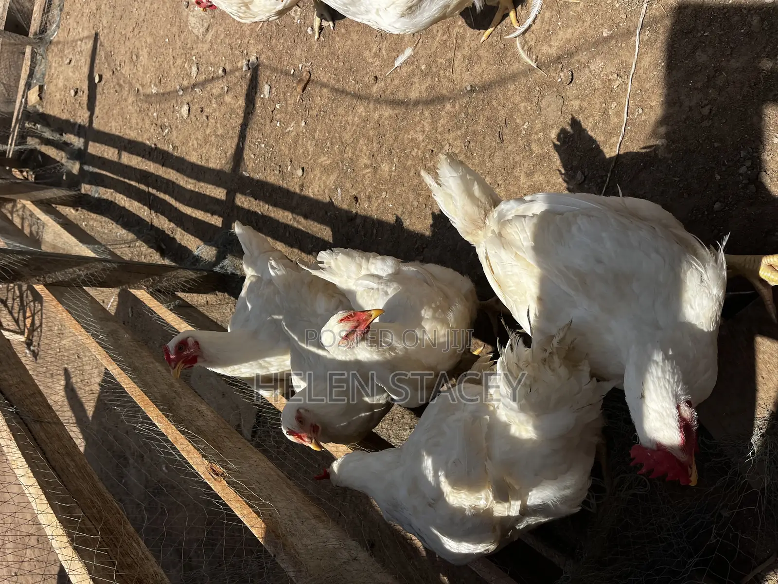 Broiler for Sale