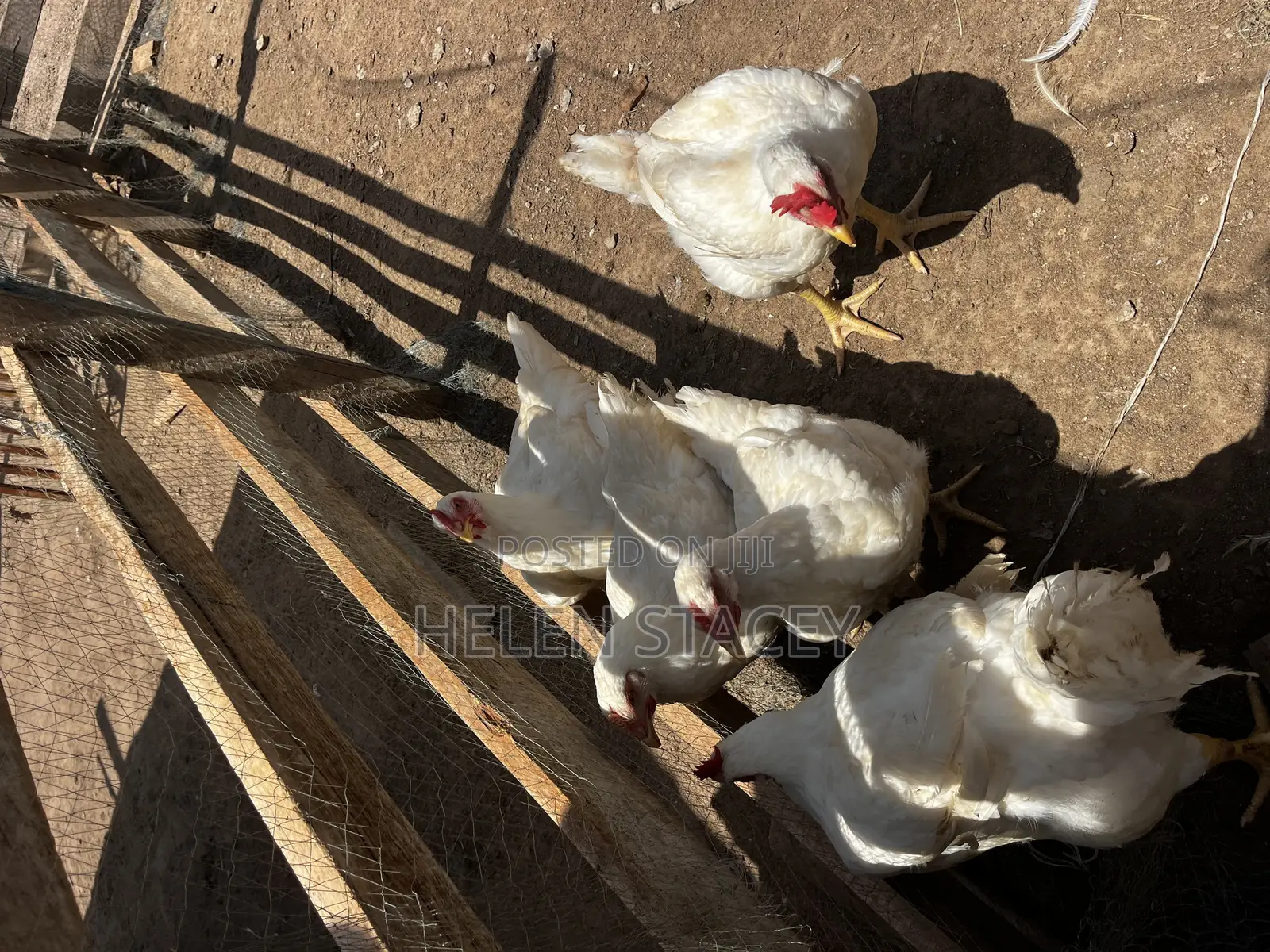 Broiler for Sale
