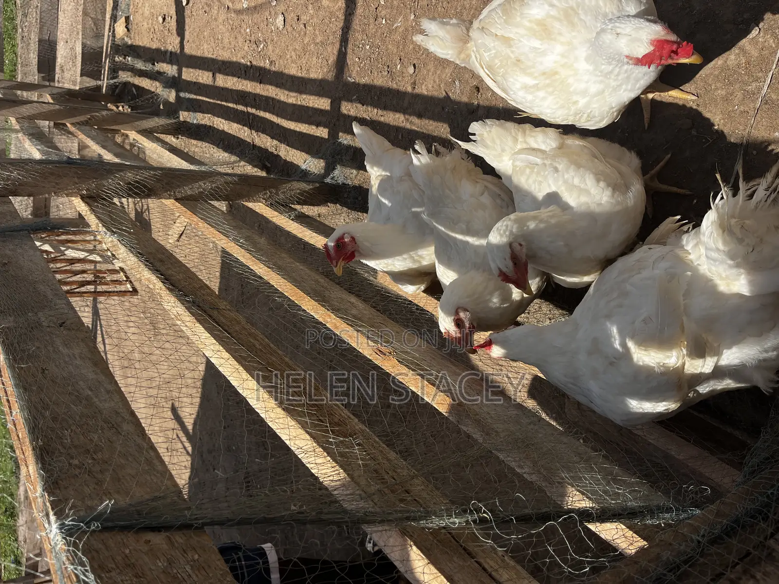 Broiler for Sale