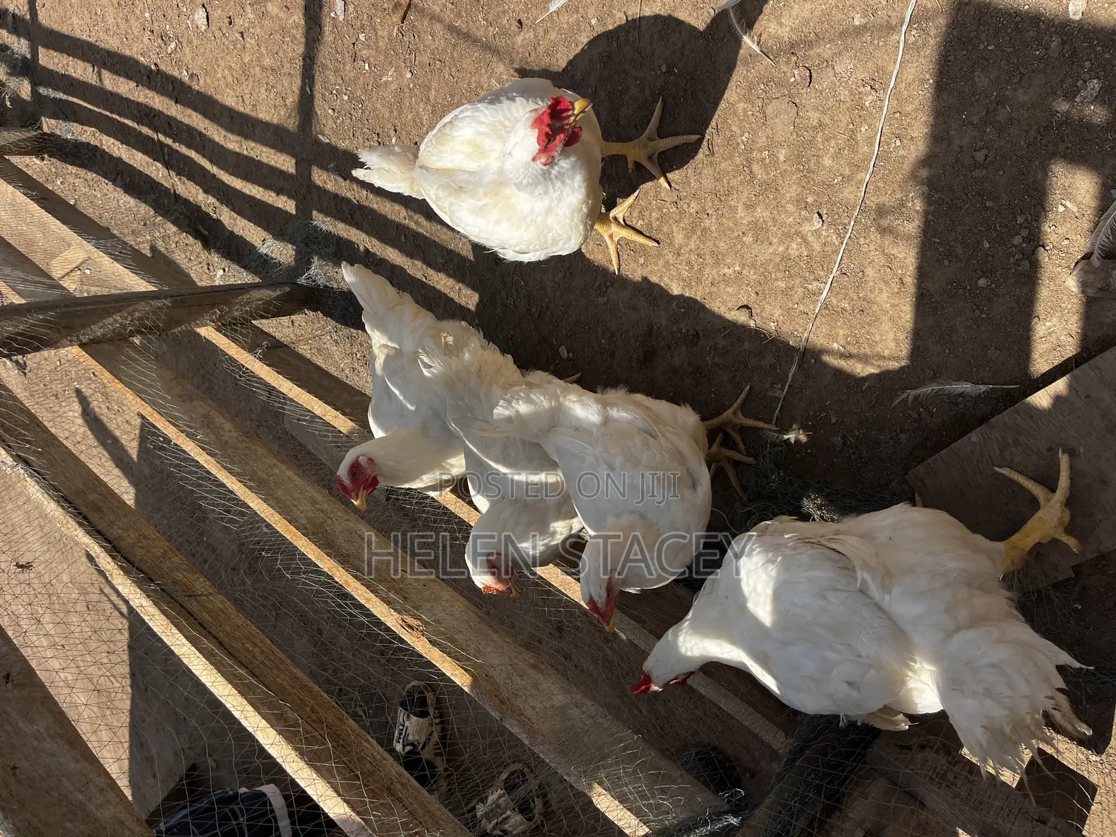 Broiler for Sale