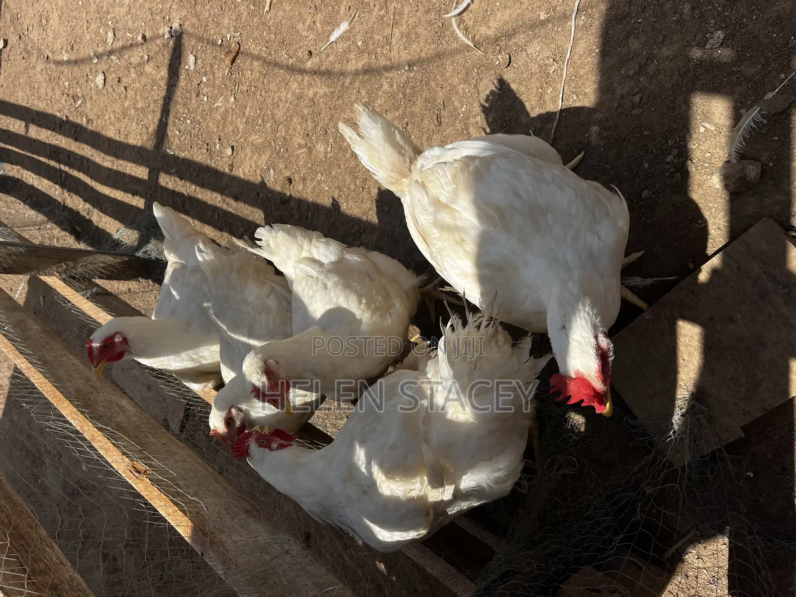Broiler for Sale