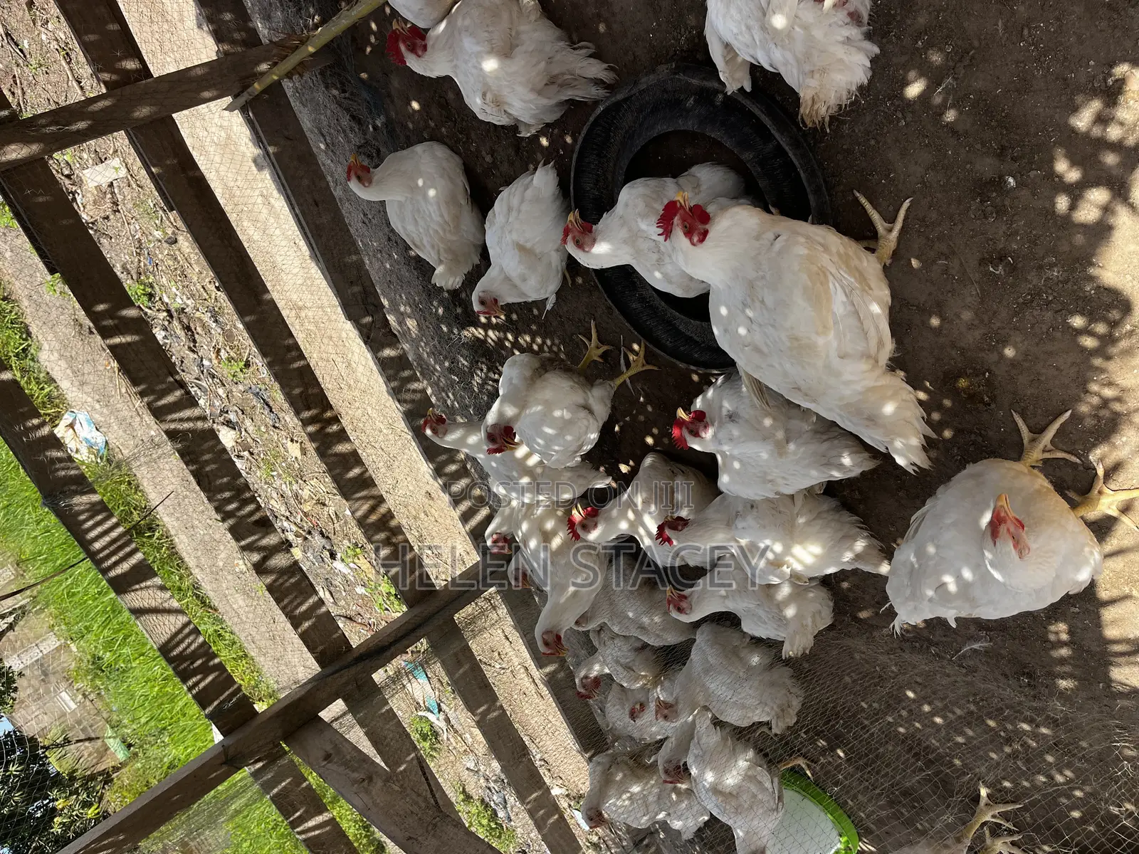 Broiler for Sale