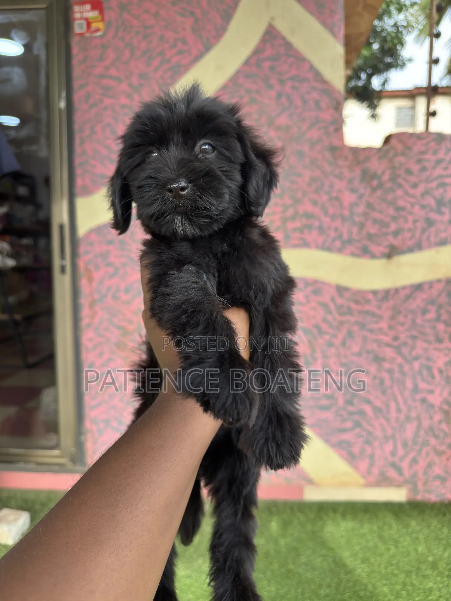 1-3 months Male Mixed Breed Poodle