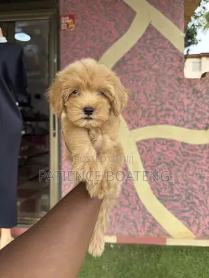 1-3 months Male Mixed Breed Poodle