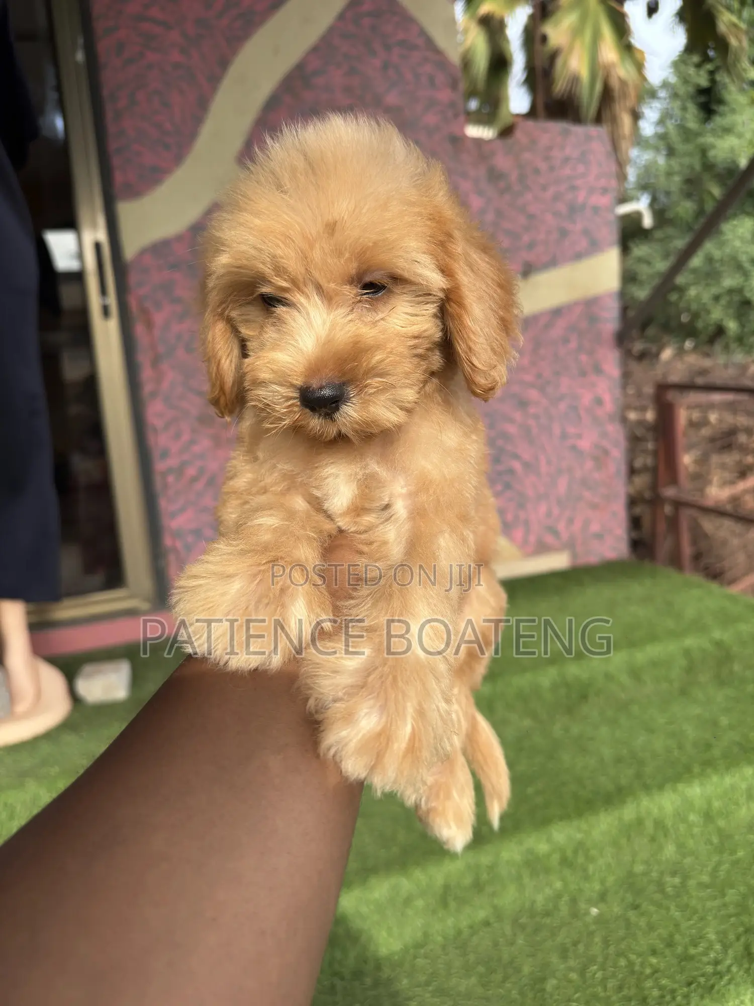 1-3 months Male Mixed Breed Poodle