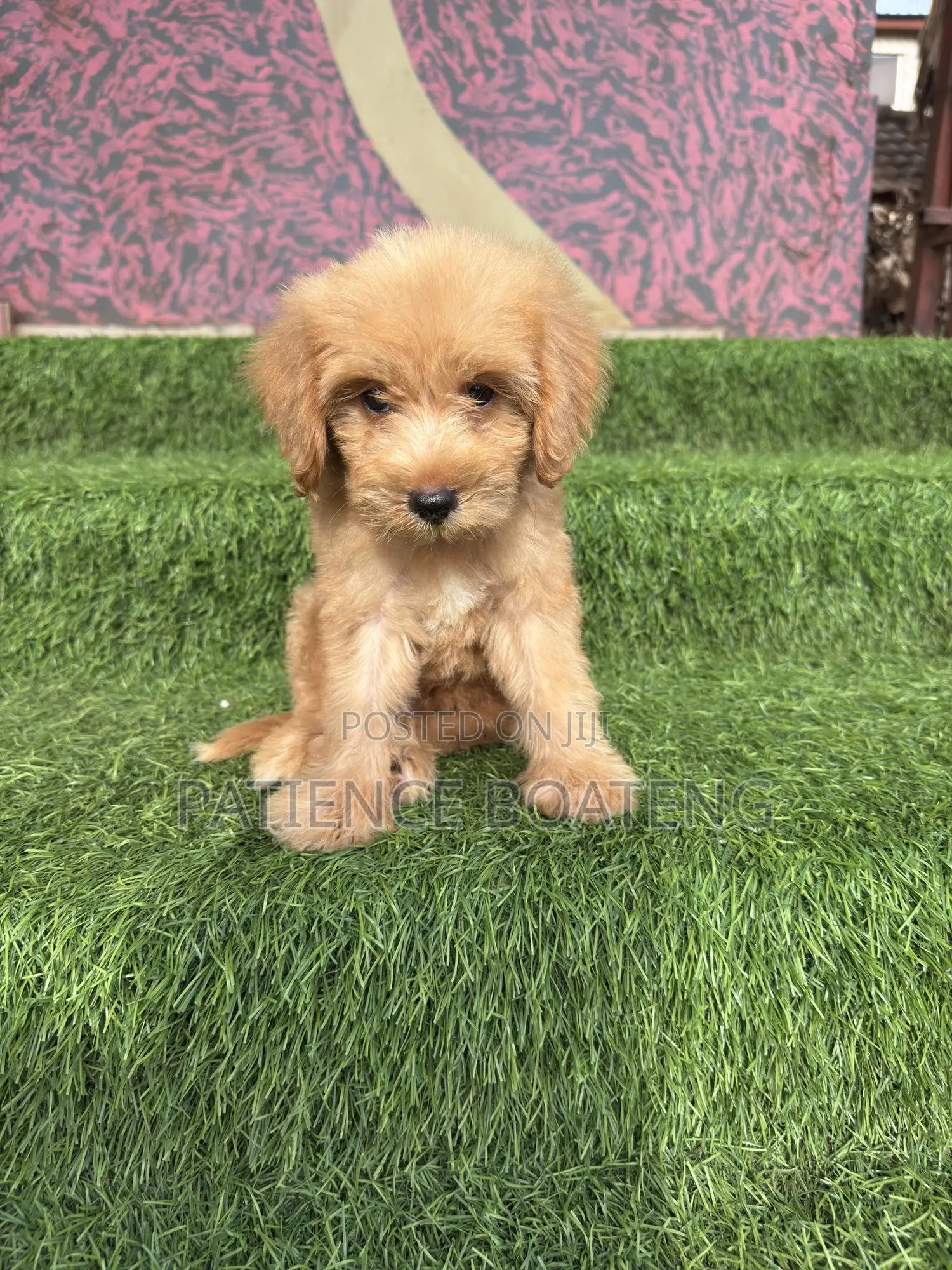 1-3 months Male Mixed Breed Poodle