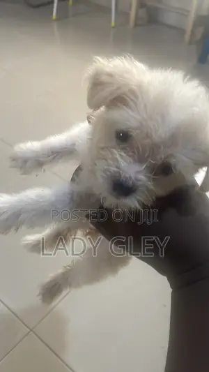 1-3 months Female Purebred Maltese