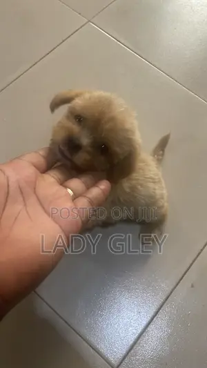 1-3 months Female Purebred Maltese