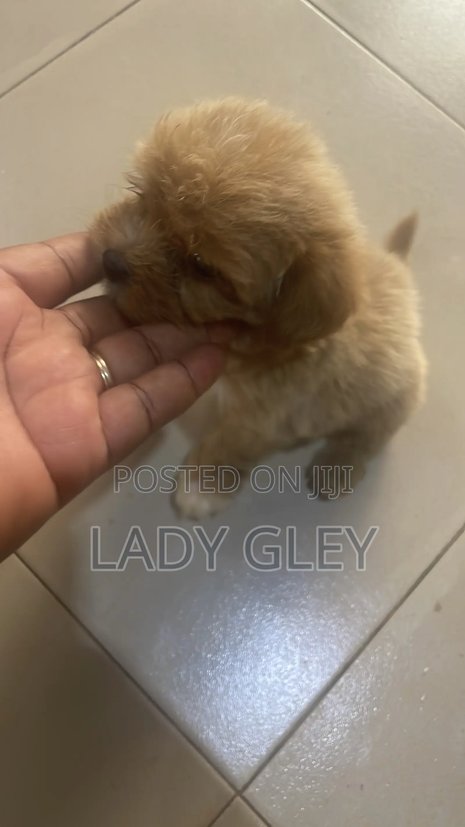 1-3 months Female Purebred Maltese