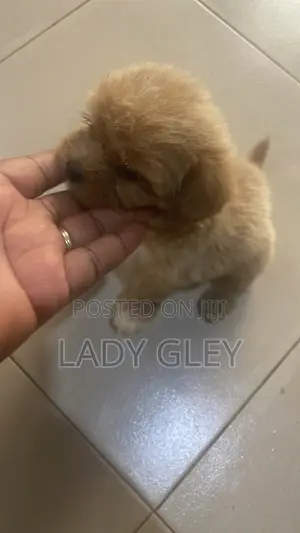 1-3 months Female Purebred Maltese