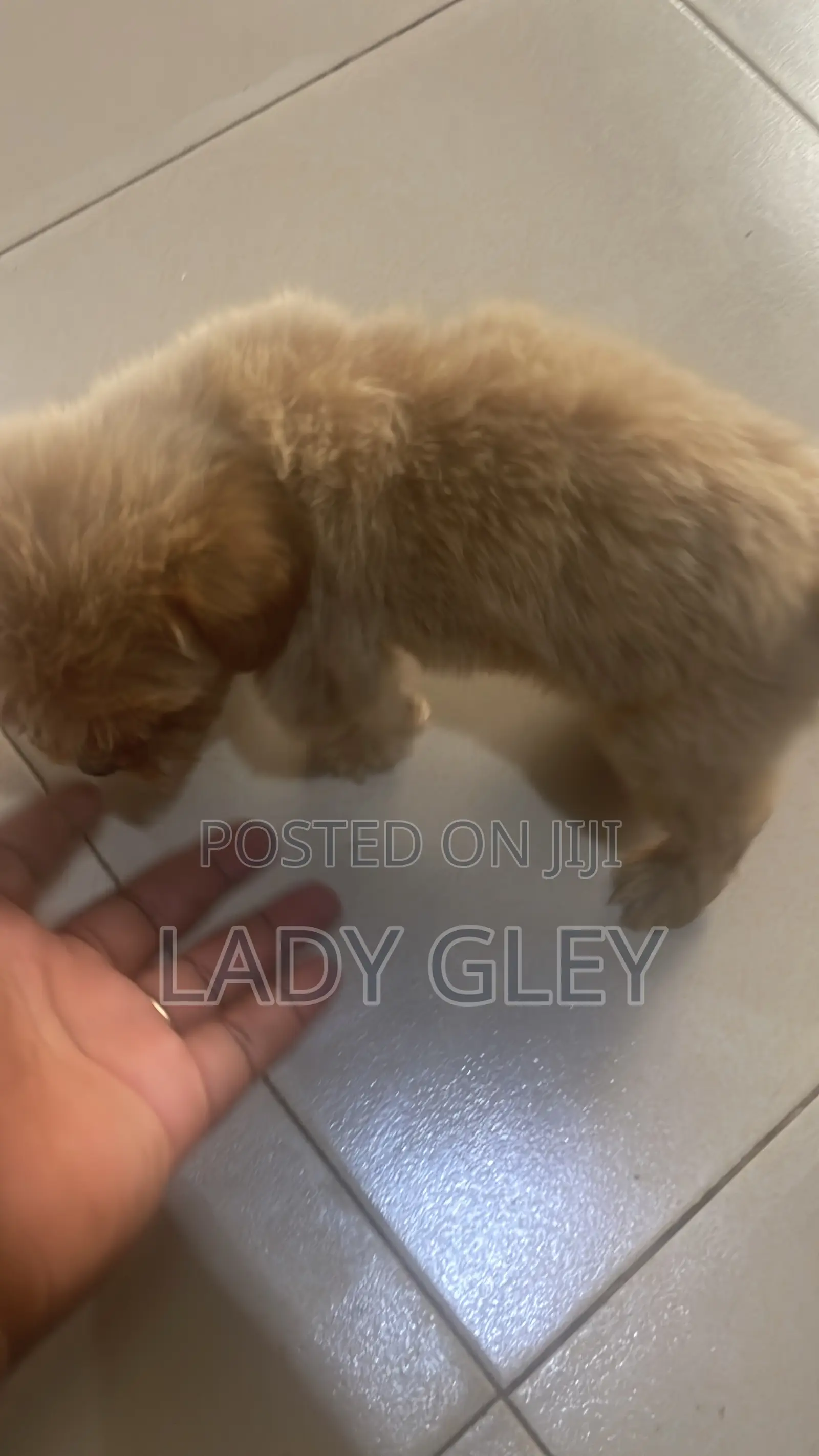 1-3 months Female Purebred Maltese