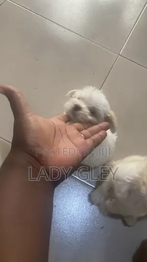 1-3 months Female Purebred Maltese