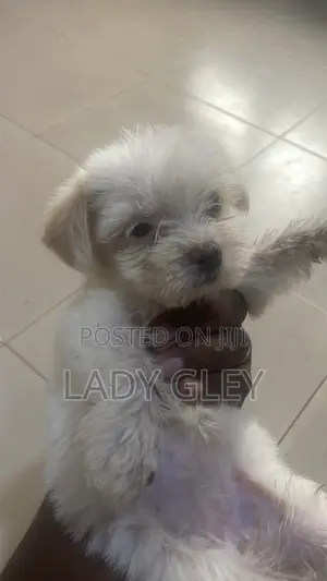 1-3 months Female Purebred Maltese