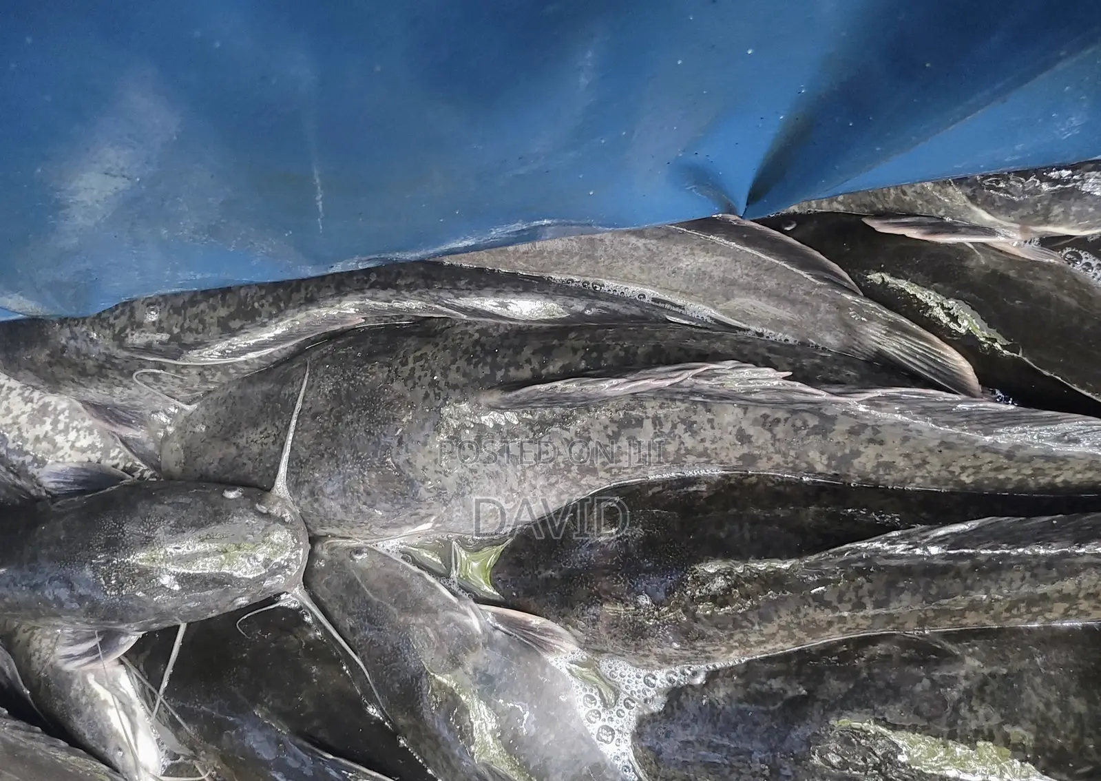 Live Catfish