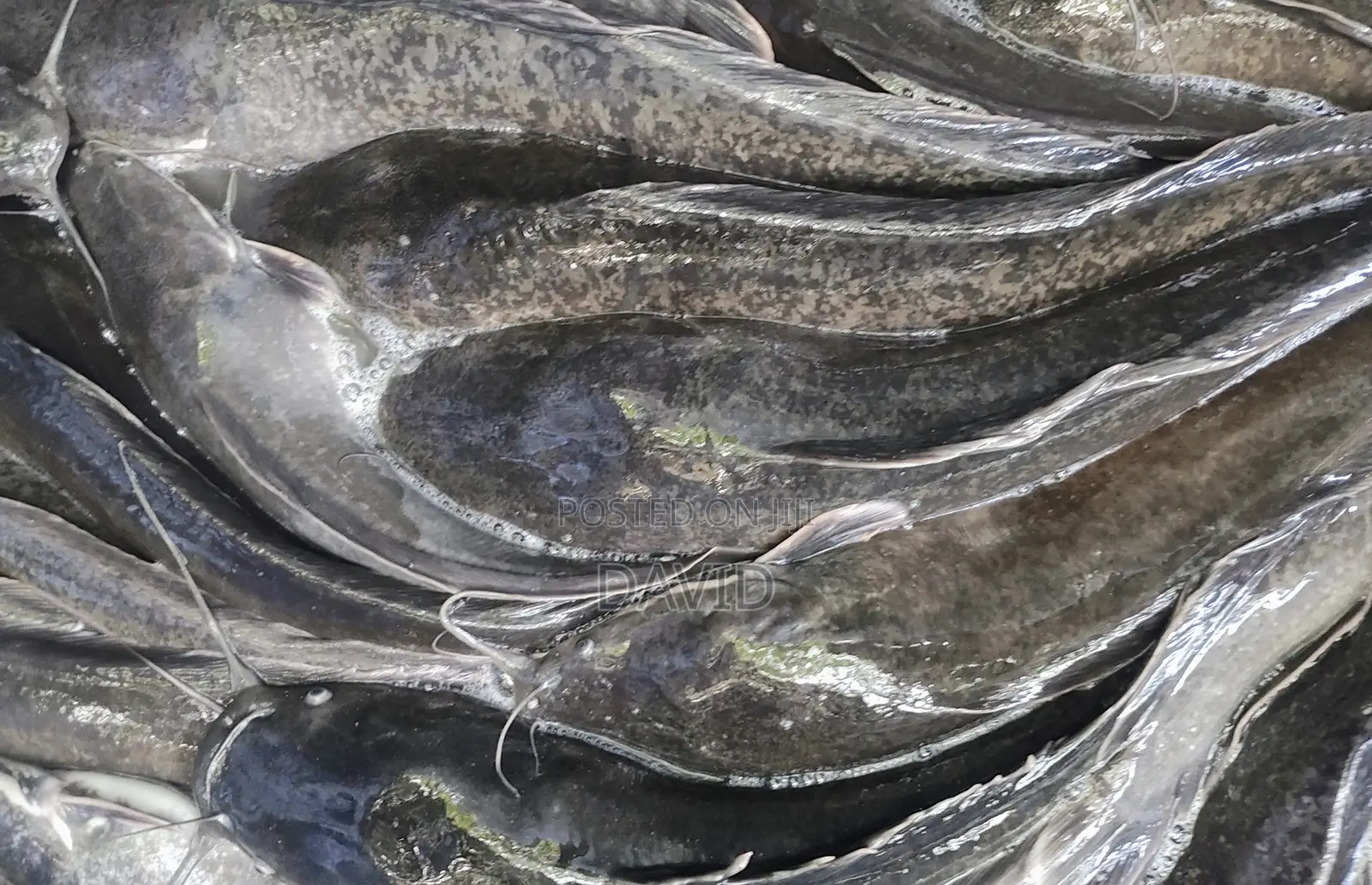 Live Catfish