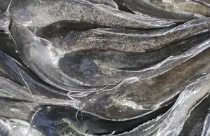Live Catfish
