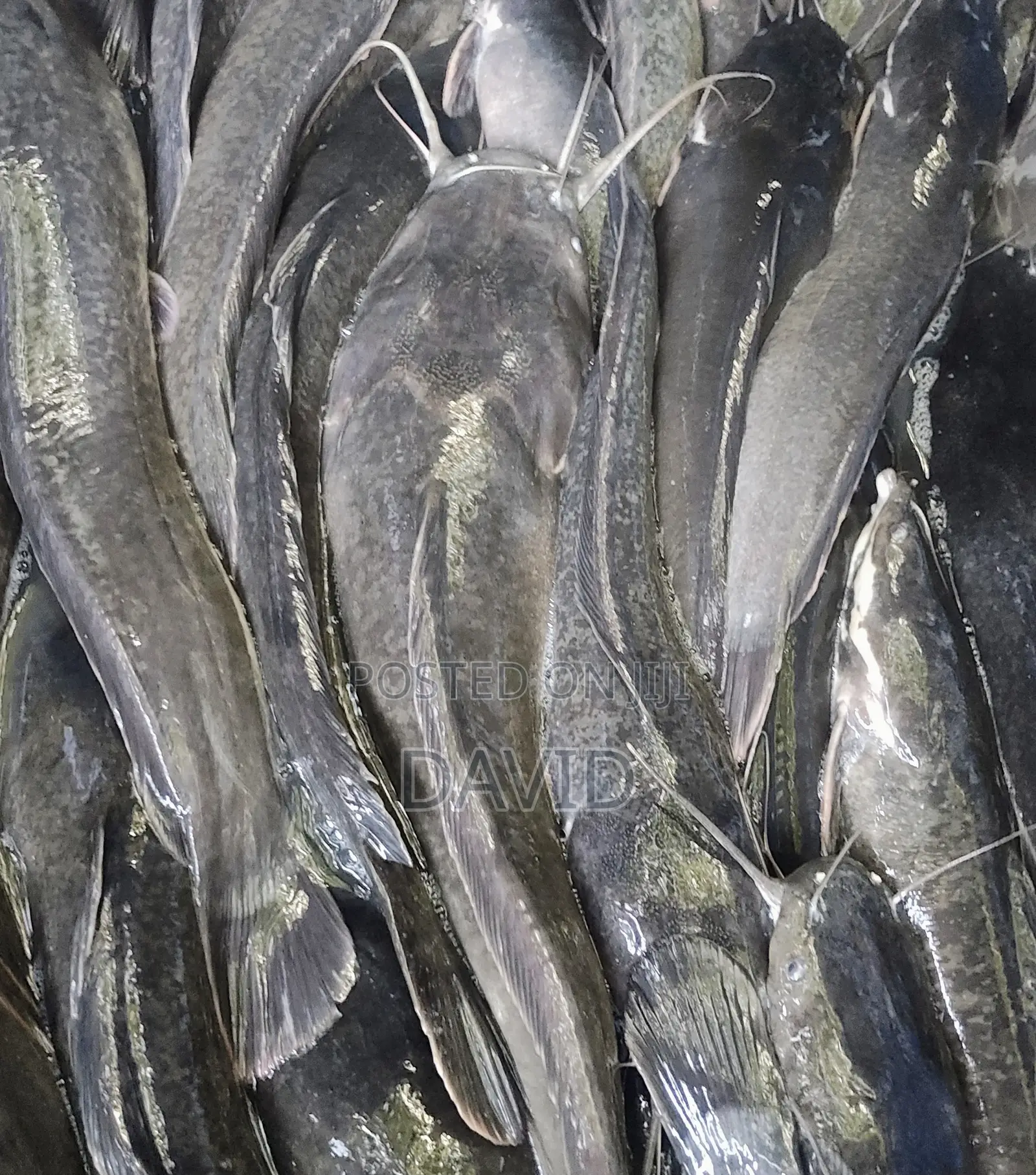 Live Catfish