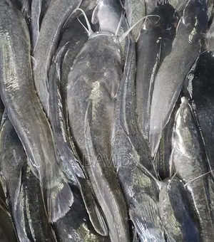 Live Catfish