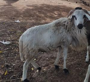 Sheep for Sell for sale - Price: GH₵ 1,500 on Jiji.com.gh [Zabzugu/Tatale]