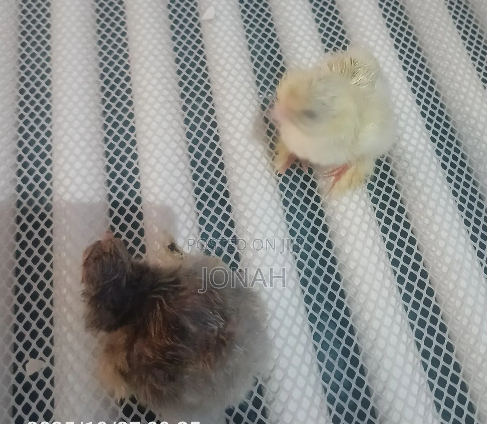 Brahma Chicks for Sale