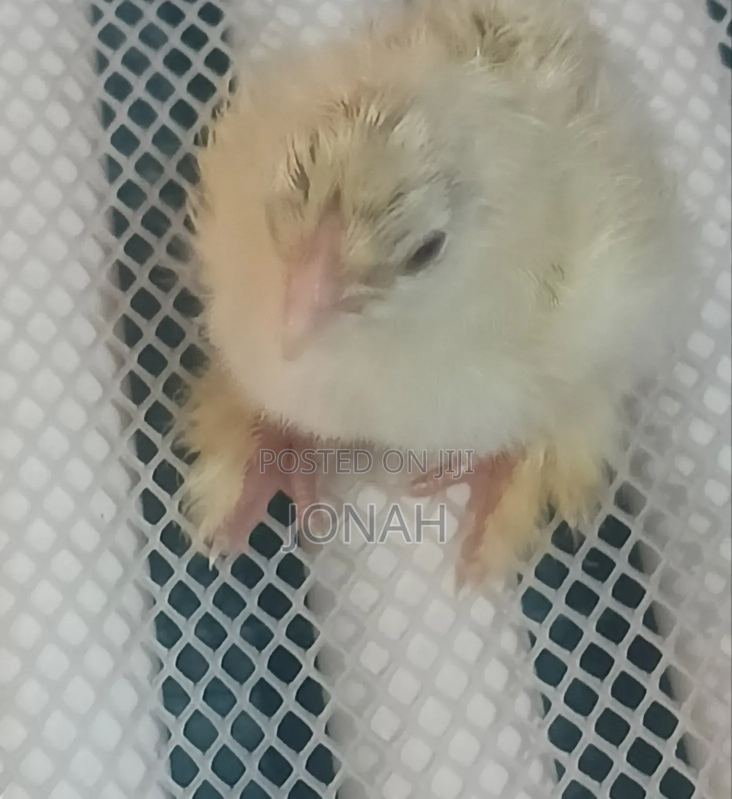 Brahma Chicks for Sale