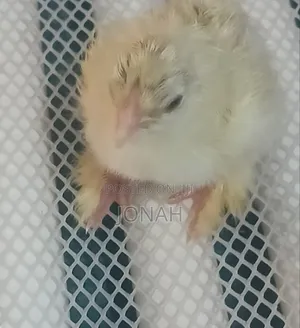Brahma Chicks for Sale