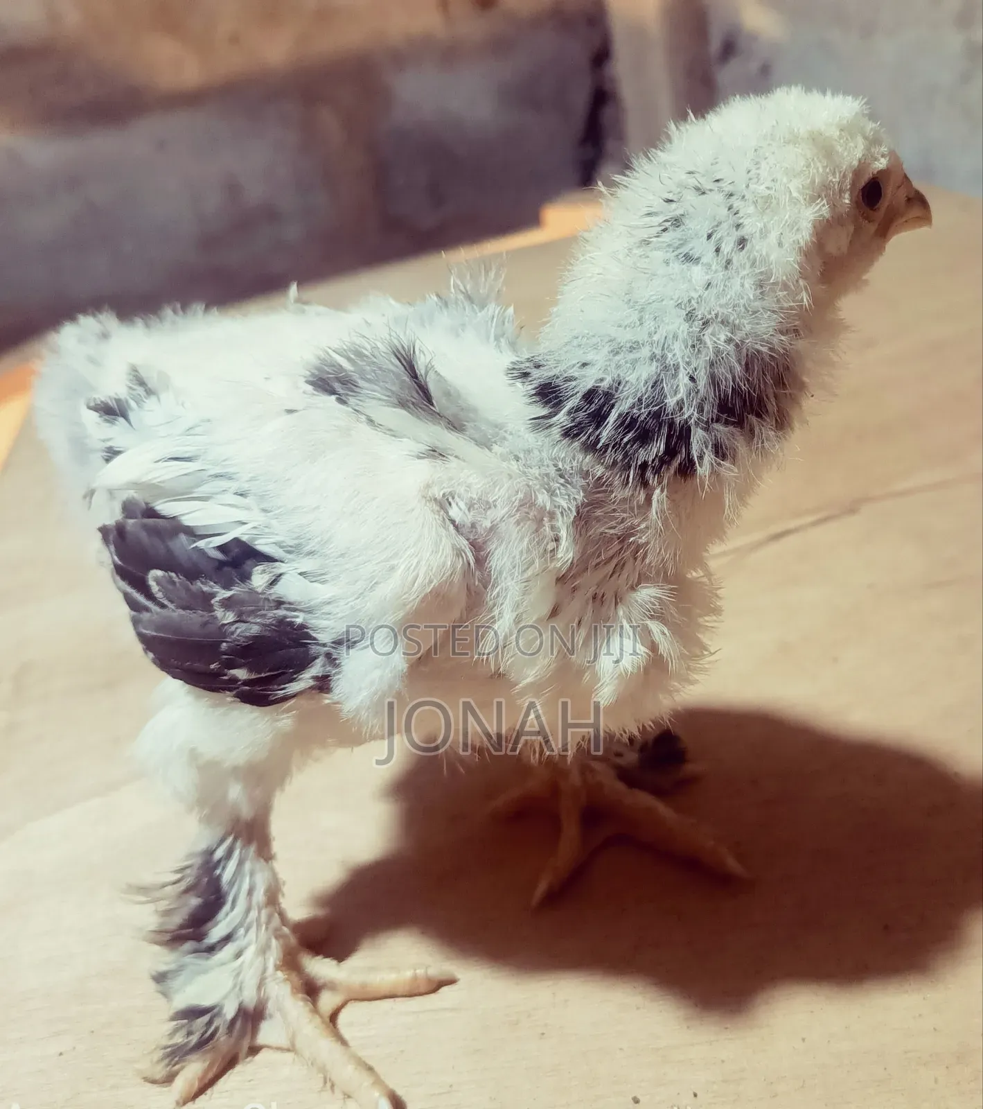 Brahma Chicks for Sale