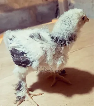 Brahma Chicks for Sale