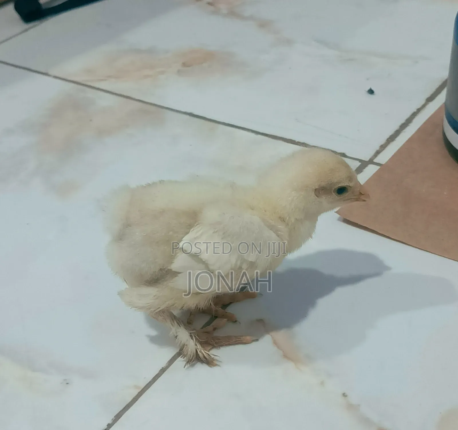 Brahma Chicks for Sale