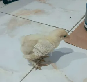 Brahma Chicks for Sale