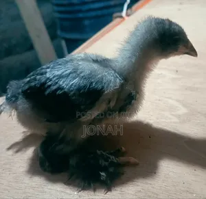 Brahma Chicks for Sale